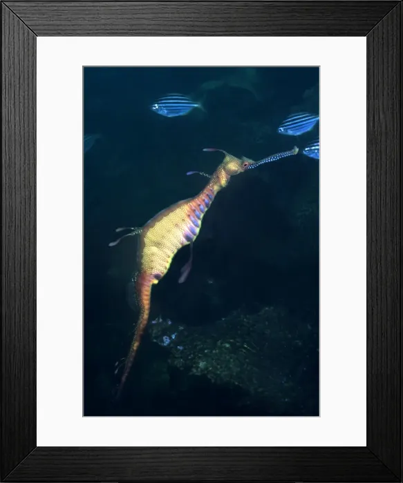 Framed Print : Weedy Sea Dragon - Endemic to the south east coast of Australia. Grows to 45cm Jervis Bay, New South Wales. Australia HOR-012