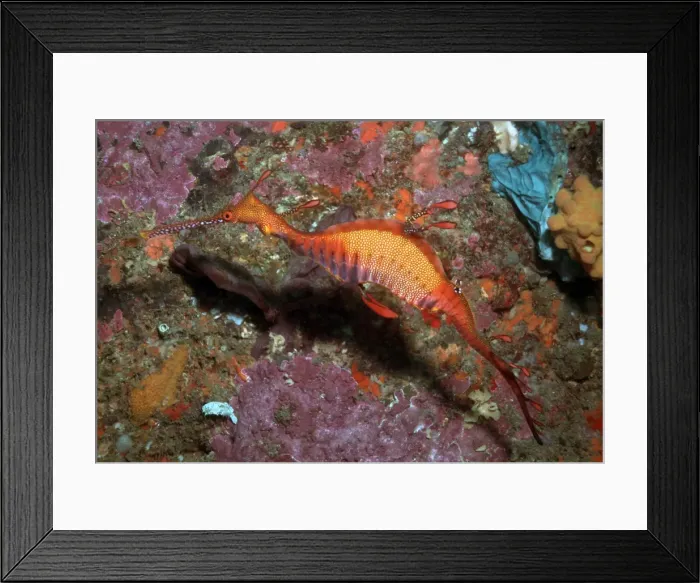 Framed Print : Weedy Sea Dragon - Endemic to south eastern Australia. Grows to 45 cm in length. Sydney Harbour, Sydney. Australia HOR-009 Framed Print : Weedy Sea Dragon - Endemic to south eastern Australia. Grows to 45 cm in length. Sydney Harbour, Sydney. Australia HOR-009