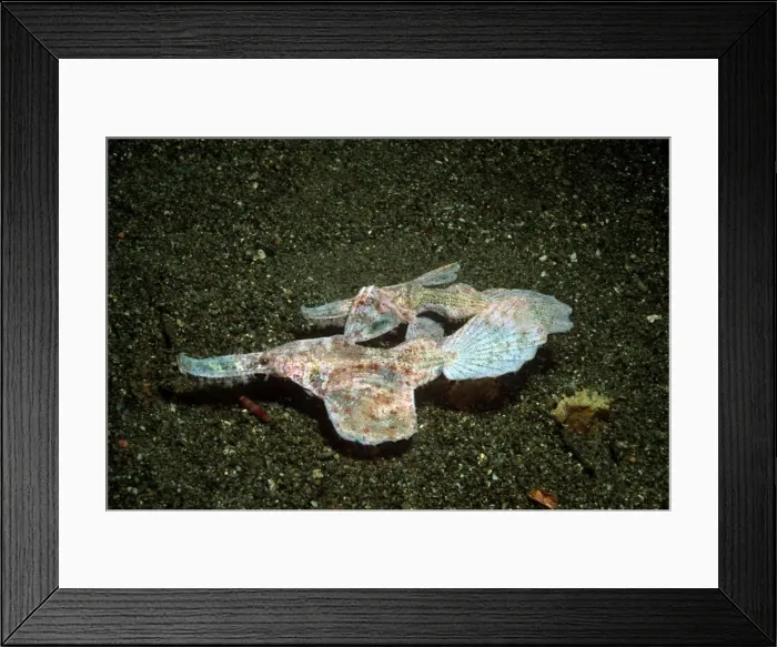 Framed Print : Robust Ghost Pipefish - A mated pair pretending to be old ribbon weed. Ambon, Indonesia, Indo Pacific. PIP-009 Framed Print : Robust Ghost Pipefish - A mated pair pretending to be old ribbon weed. Ambon, Indonesia, Indo Pacific. PIP-009