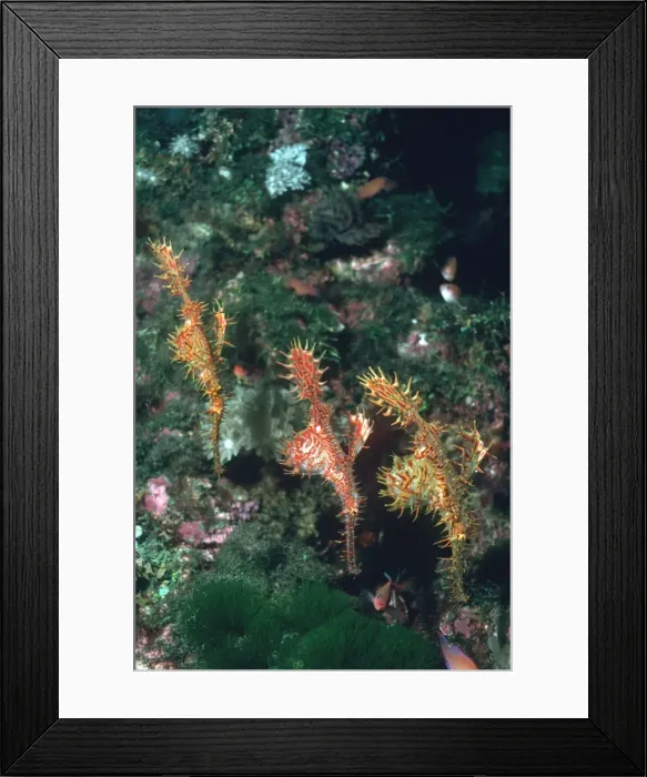 Framed Print : Harlequin Ghost Pipefish - Pregnant females in deep water about to give birth. Milne Bay, Papua Newguinea, Indo Pacific PIP-007 Framed Print : Harlequin Ghost Pipefish - Pregnant females in deep water about to give birth. Milne Bay, Papua Newguinea, Indo Pacific PIP-007