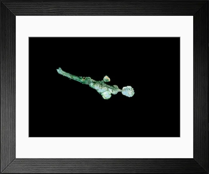 Framed Print : Ghost Pipefish - Night over black sand. Milne Bay, Papua New Guinea. Indo Pacific PIP-010 Framed Print : Ghost Pipefish - Night over black sand. Milne Bay, Papua New Guinea. Indo Pacific PIP-010
