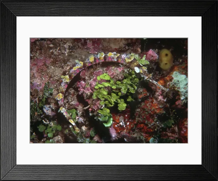 Framed Print : Ornate Pipefish - Hiding against sponges and Calcareous alga Banda Island, Banda Sea, Indonesia, Indo Pacific PIP-400 Framed Print : Ornate Pipefish - Hiding against sponges and Calcareous alga Banda Island, Banda Sea, Indonesia, Indo Pacific PIP-400