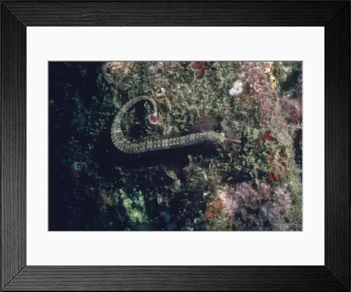 Framed Print : Schultz's Pipefish - Camouflaged against alga covered wall. China Straight. Papua New Guinea, Indonesia PIP-005 Framed Print : Schultz's Pipefish - Camouflaged against alga covered wall. China Straight. Papua New Guinea, Indonesia PIP-005