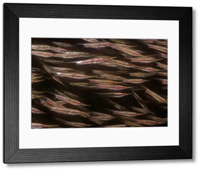 Framed Print : Shrimpfishes - They swim in small synchronrized groups, each fish in a horozontal position. Can also swim in vertical position. They are related to the pipe-fishes. Papua New guinea Framed Print : Shrimpfishes - They swim in small synchronrized groups, each fish in a horozontal position. Can also swim in vertical position. They are related to the pipe-fishes. Papua New guinea