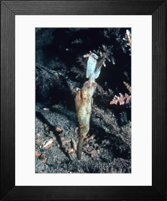 Framed Print : Ghost Pipe fish - Floating like a stick or piece of weed. Ambon, Indonesia, Indo Pacific PIP-008 Framed Print : Ghost Pipe fish - Floating like a stick or piece of weed. Ambon, Indonesia, Indo Pacific PIP-008