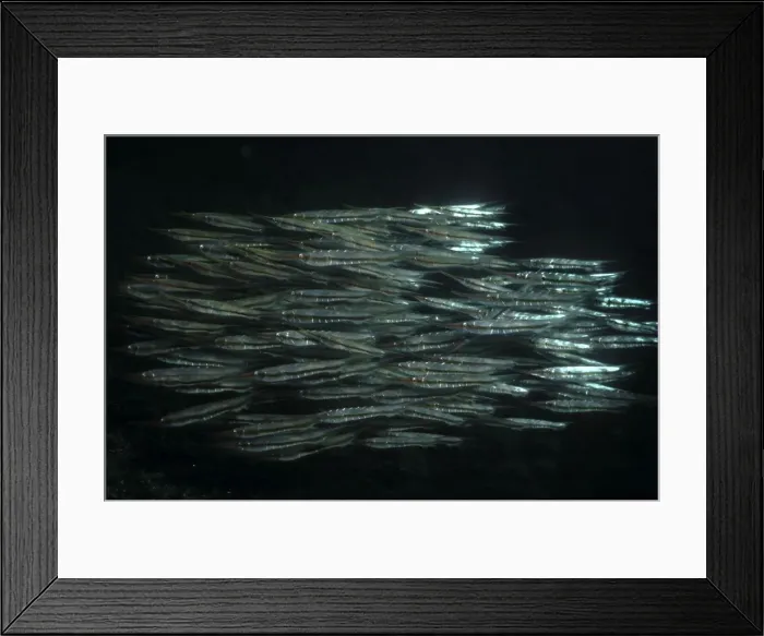 Framed Print : Shrimpfishes  /  Razorfishes - They swim in small synchronrized groups, each fish in a horozontal position. They can swim in a vertical posture. They are related to the pipefishes. Komodo Island, Indonesia