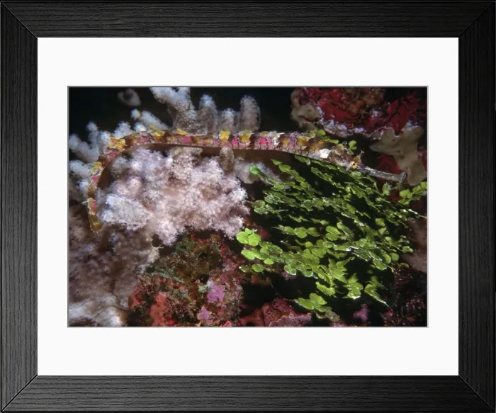 Framed Print : Ornate Pipefish - Hiding in soft coral and calcaeous alga. Banda, Banda sea, Indonesia, Indo Pacific PIP-003 Framed Print : Ornate Pipefish - Hiding in soft coral and calcaeous alga. Banda, Banda sea, Indonesia, Indo Pacific PIP-003
