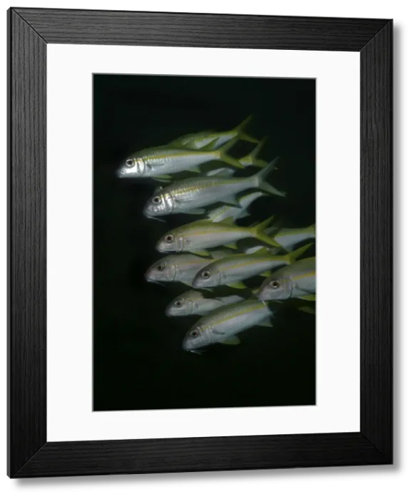 Framed Print : Yellowfin Goatfish - Usually encountered by day in aggregations around reefs. They feed in the sand. Papua New guinea Framed Print : Yellowfin Goatfish - Usually encountered by day in aggregations around reefs. They feed in the sand. Papua New guinea
