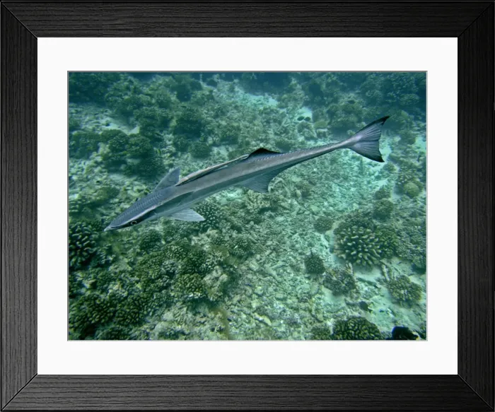 Framed Print : Remoras - A most unusual image where a juvenile remora is has adhered to the back of a mature remora. This kind of behavour has rarely if ever been recorded before. Tumotos, french Polynesia Framed Print : Remoras - A most unusual image where a juvenile remora is has adhered to the back of a mature remora. This kind of behavour has rarely if ever been recorded before. Tumotos, french Polynesia
