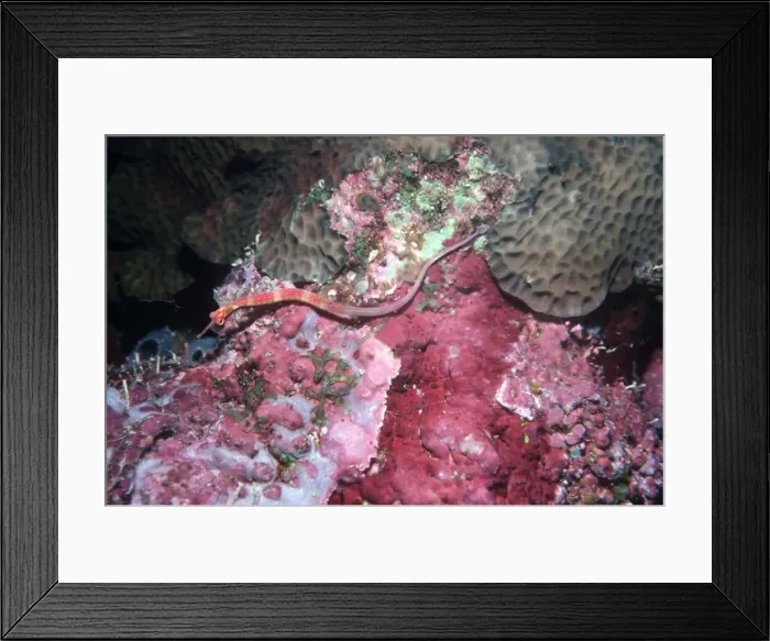 Framed Print : Red Banded Pipefish - Lives on sponges and corals of a similar colour. Ambon, Indonesia, Indo Pacific PIP-012 Framed Print : Red Banded Pipefish - Lives on sponges and corals of a similar colour. Ambon, Indonesia, Indo Pacific PIP-012