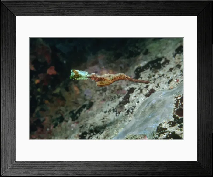 Framed Print : Ghost Pipefish - Pretending to be a piece of weed. Milne Bay Papua New Guinea, Indo Pacific PIP-011 Framed Print : Ghost Pipefish - Pretending to be a piece of weed. Milne Bay Papua New Guinea, Indo Pacific PIP-011