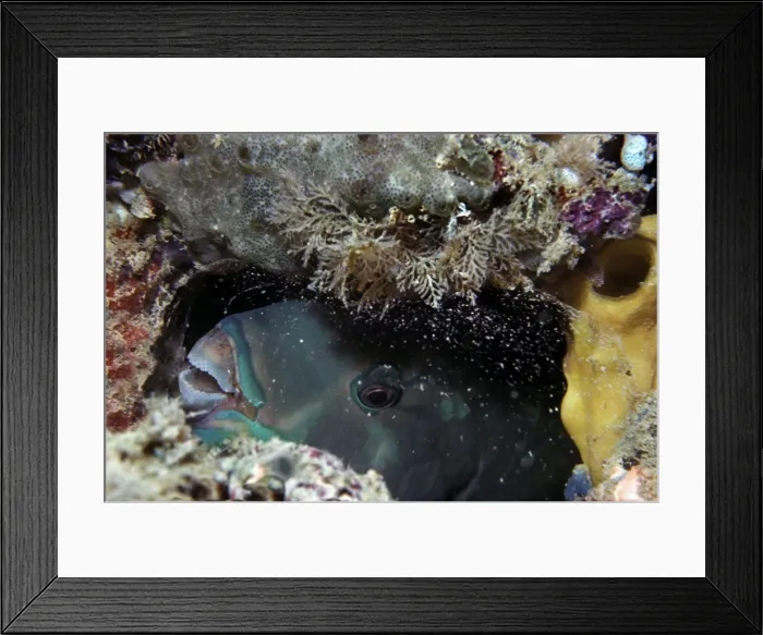 Framed Print : Parrotfish - sleeping in the safety of its sand spotted mucus cocoon. The cocoon is made by inflating the mucus coating on the fishes scales and keeps ectoparsites and other creatures away while the fish sleeps. Heron Island Framed Print : Parrotfish - sleeping in the safety of its sand spotted mucus cocoon. The cocoon is made by inflating the mucus coating on the fishes scales and keeps ectoparsites and other creatures away while the fish sleeps. Heron Island
