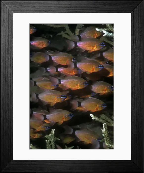 Framed Print : Ringtailed cardinalfish - These lovely little fish live around hard corals taking shelter from predators in the hard branches. Papua New guinea Framed Print : Ringtailed cardinalfish - These lovely little fish live around hard corals taking shelter from predators in the hard branches. Papua New guinea