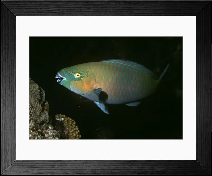 Framed Print : Parrotfish - A male Parrotfish releasing sand from it's gills after eating coral to absorb the algae. Great Barrier Reef. Australia Framed Print : Parrotfish - A male Parrotfish releasing sand from it's gills after eating coral to absorb the algae. Great Barrier Reef. Australia