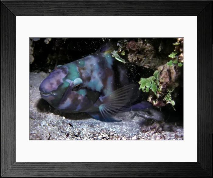 Framed Print : Parrotfish - sleeping in the safety of it's sand spotted mucus cocoon. The cocoon is made by inflating the mucus coating on the fishes scales and keeps ectoparsites and other creatures away while the fish sleeps. Heron Island Framed Print : Parrotfish - sleeping in the safety of it's sand spotted mucus cocoon. The cocoon is made by inflating the mucus coating on the fishes scales and keeps ectoparsites and other creatures away while the fish sleeps. Heron Island