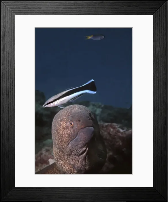 Framed Print : Moray Eel & Cleaner Wrasse (Labroides Dimidiatus) - The little wrasse does a soft dance on the eel's head to signal she is about to start cleaning him. Heron Island, Great Barrier Reef Framed Print : Moray Eel & Cleaner Wrasse (Labroides Dimidiatus) - The little wrasse does a soft dance on the eel's head to signal she is about to start cleaning him. Heron Island, Great Barrier Reef