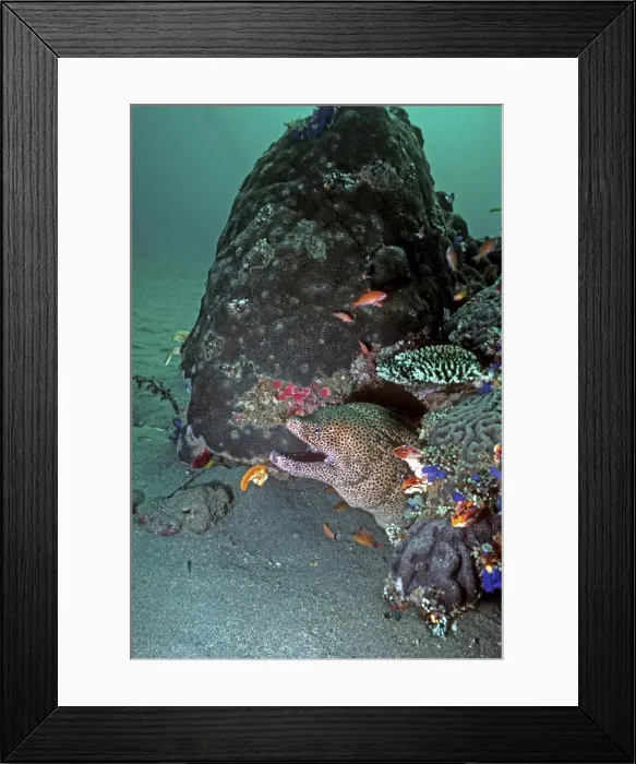 Framed Print : Honeycomb Moray Eel - can grow 2 meters in length. It can be dangerous if molested but generally they are not aggressive to humans. Banda Island, Indonesia