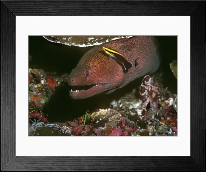Framed Print : Moray Eel and Cleaner Wrasse (Labroides sp) - Cleaner wrasse are the barbers of the reef. Here we see a wrasse nipping parasites from a moray eel. The little fish is in no danger Framed Print : Moray Eel and Cleaner Wrasse (Labroides sp) - Cleaner wrasse are the barbers of the reef. Here we see a wrasse nipping parasites from a moray eel. The little fish is in no danger