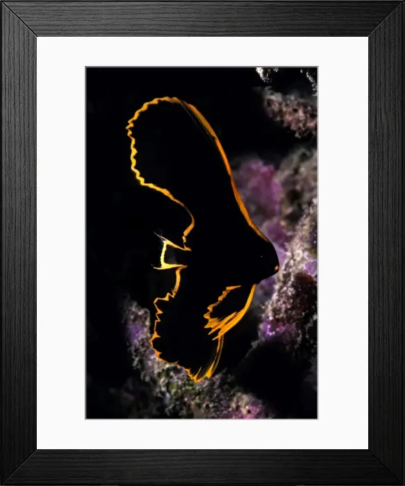 Framed Print : Juvenile batfish - It is thought this beautiful little fish pretends to be a bad tasting flatworm until it is big enough to fend for itself when it will leave the protection of the coral and lose this dramatic colour. Indonesia Framed Print : Juvenile batfish - It is thought this beautiful little fish pretends to be a bad tasting flatworm until it is big enough to fend for itself when it will leave the protection of the coral and lose this dramatic colour. Indonesia