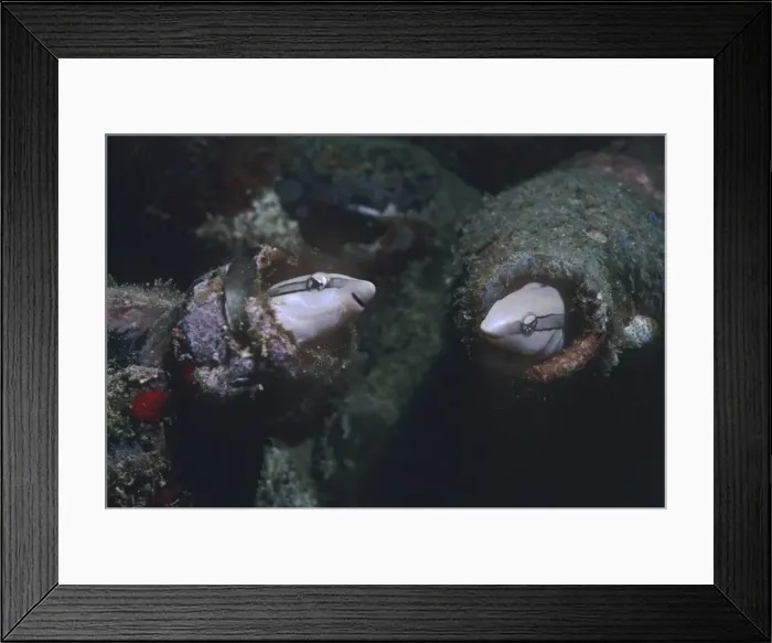 Framed Print : Sabretooth Blennies - this nasty little blennie imitates a cleaner wrasse. When a fish stops to be cleaned instead of picking off parisites it bites a piece out of the unsuspecting fish Framed Print : Sabretooth Blennies - this nasty little blennie imitates a cleaner wrasse. When a fish stops to be cleaned instead of picking off parisites it bites a piece out of the unsuspecting fish