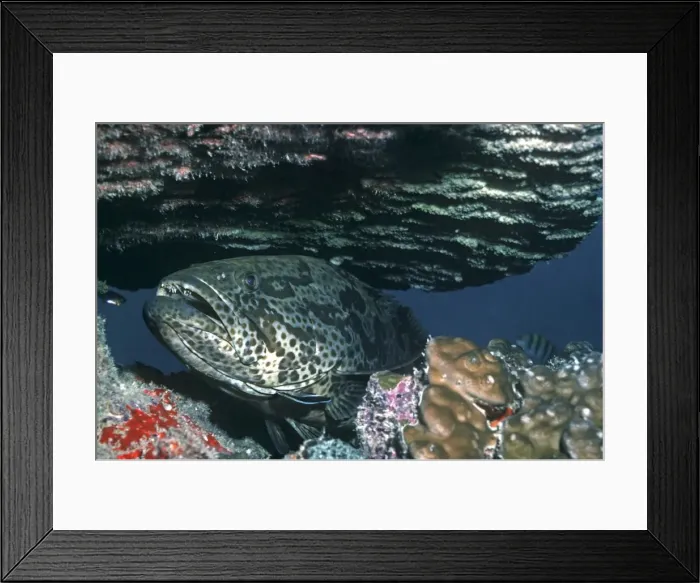 Framed Print : Cod - Considered a good eating fish this cod is often seen looking out from the protection of the coral. This fish is being cleaned by a Labroides wrasse. Indonesia Framed Print : Cod - Considered a good eating fish this cod is often seen looking out from the protection of the coral. This fish is being cleaned by a Labroides wrasse. Indonesia