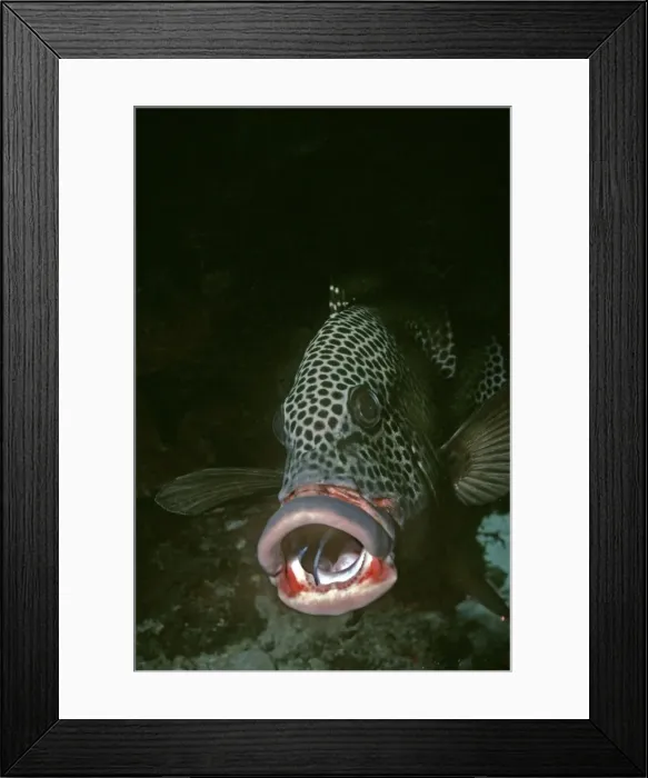 Framed Print : Sweetlip, cleaner wrasse - this Sweetlip holds is mouth open so the little wrasse can clean his gills. Cleaner Wrasse live in family groups usually around a coral head where fish often line up to be cleaned. Heron Island