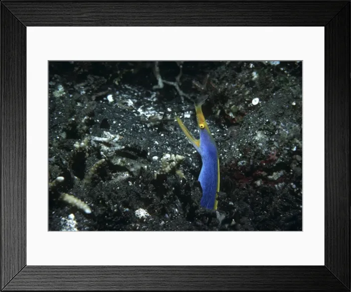 Framed Print : Blue Ribbon Eel - lives in sandy areas in the central western Pacific and the western Indian Ocean. Subadults are black with a yellow fin. Indonesia Framed Print : Blue Ribbon Eel - lives in sandy areas in the central western Pacific and the western Indian Ocean. Subadults are black with a yellow fin. Indonesia