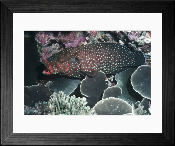 Framed Print : Blue-spotted Rockcod. - Usually found on shallow reefs and sea grass beds. Great Barrier reef, Australia Framed Print : Blue-spotted Rockcod. - Usually found on shallow reefs and sea grass beds. Great Barrier reef, Australia