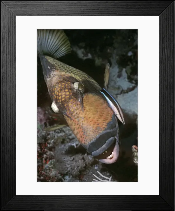 Framed Print : Triggerfish - & Cleaner Wrasse, this large Triggerfish sits quietly while the little Wrasse picks off parisites. Papua New Guinea Framed Print : Triggerfish - & Cleaner Wrasse, this large Triggerfish sits quietly while the little Wrasse picks off parisites. Papua New Guinea