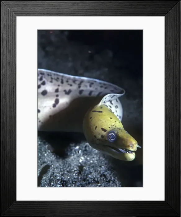 Framed Print : Moray eel - a meter in length this moray showed great curiosity pushing his mouth against the camera lens. Papua New Guinea Framed Print : Moray eel - a meter in length this moray showed great curiosity pushing his mouth against the camera lens. Papua New Guinea