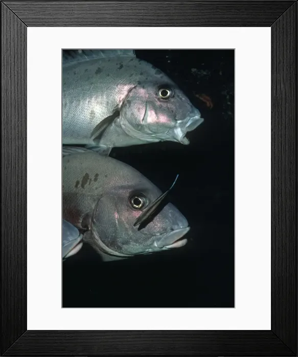 Framed Print : Sweetlip - with Cleaner Wrasse, Painted Sweetlips lined up to be cleaned by the little wrasse. Heron Island, Great Barrier Reef, Australia Framed Print : Sweetlip - with Cleaner Wrasse, Painted Sweetlips lined up to be cleaned by the little wrasse. Heron Island, Great Barrier Reef, Australia