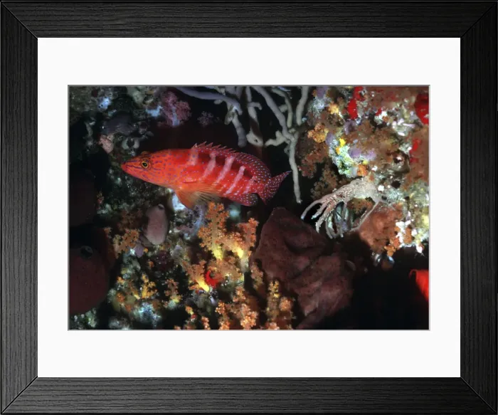 Framed Print : Sixspot Rockcod - for a predator to be so brightly coloured seems unusual but the colour red becomes black at 10 meters. Without artifical light this cod would look very dull Banda Sea, Indonesia Framed Print : Sixspot Rockcod - for a predator to be so brightly coloured seems unusual but the colour red becomes black at 10 meters. Without artifical light this cod would look very dull Banda Sea, Indonesia