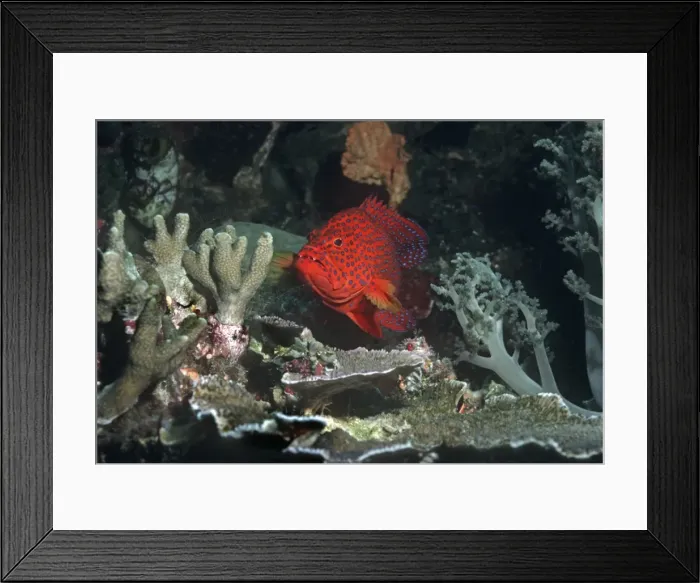 Framed Print : Blue-spotted / Coral cod - One of the most beautiful groupers on the reef. It is an agressive hunter of small fishes. Indonesia Framed Print : Blue-spotted / Coral cod - One of the most beautiful groupers on the reef. It is an agressive hunter of small fishes. Indonesia