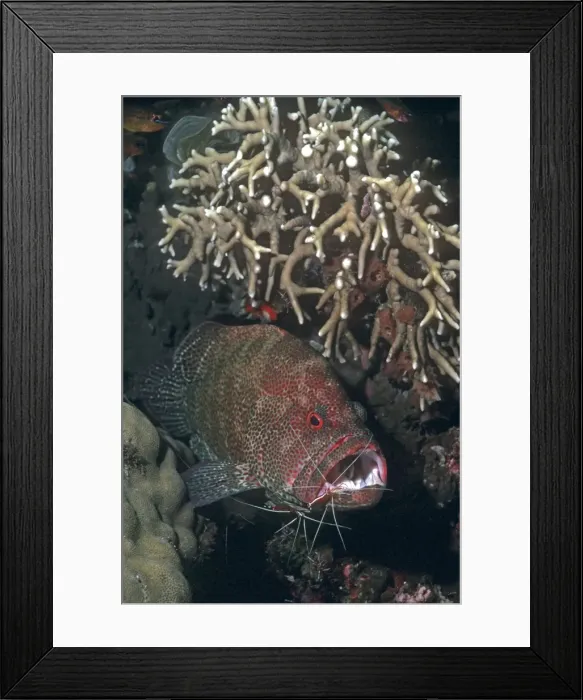 Framed Print : Tomato Cod - being cleaned by the hump-back cleaner shrimp (Lysmata amboinensis) Mllne Bay, Papua New Guinea
