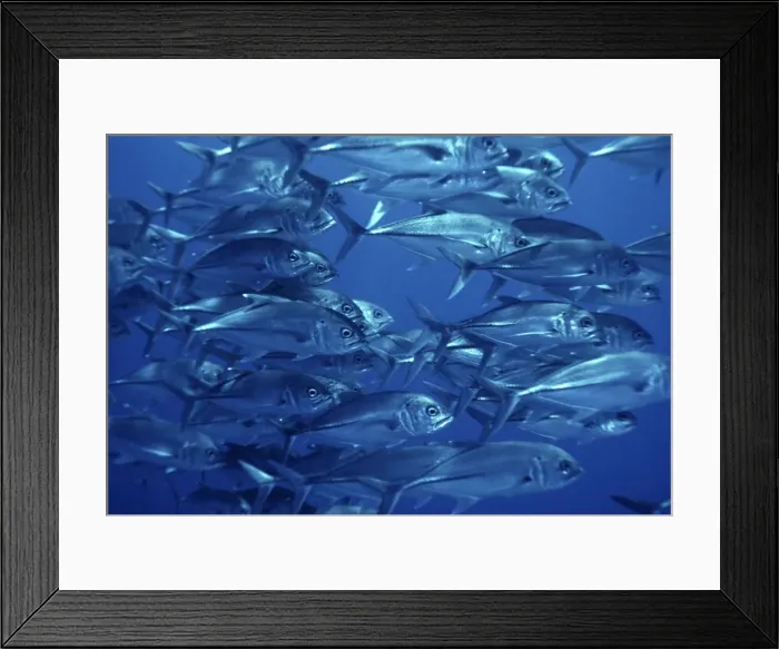 Framed Print : Bigeye trevally - Common along reef dropoffs these fish are always found in large schools. Lady Elliot Island, Great Barrier Reef