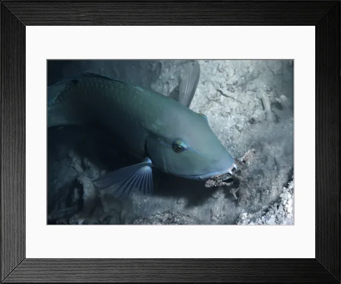 Framed Print : Blackspot tuskfish / Green Wrasse - This wrasse is digging a hole searching for shrimps, crabs or other small creatures it can eat. Heron Island, Great Barrier Reef Framed Print : Blackspot tuskfish / Green Wrasse - This wrasse is digging a hole searching for shrimps, crabs or other small creatures it can eat. Heron Island, Great Barrier Reef
