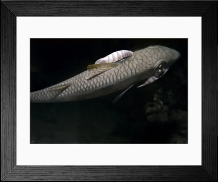 Framed Print : Saw Legged Fish Louse - this carnivorous louse attaches itself to a host fish where it in sucks blood and flesh. This poor parrot fish has two of these flesh sucking louse which must be a terrible problem. Papua New Guinea Framed Print : Saw Legged Fish Louse - this carnivorous louse attaches itself to a host fish where it in sucks blood and flesh. This poor parrot fish has two of these flesh sucking louse which must be a terrible problem. Papua New Guinea