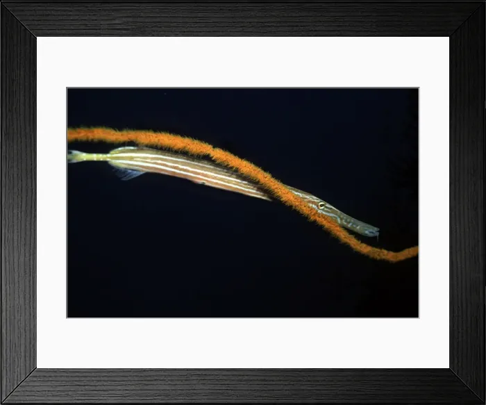 Framed Print : Trumpetfish - hovers next to a whip coral waiting for it's prey. Note the hunting colouration. Ambon Indonesia Framed Print : Trumpetfish - hovers next to a whip coral waiting for it's prey. Note the hunting colouration. Ambon Indonesia