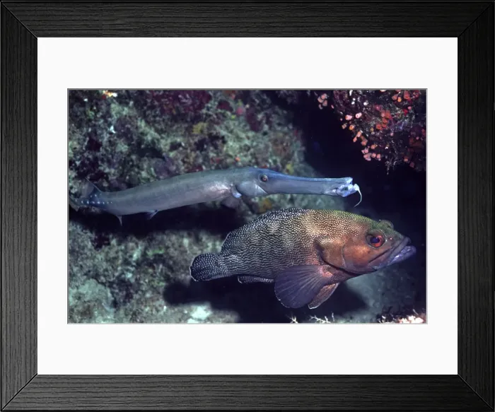 Framed Print : Trumpet Fish - & Speckled-fin Rock Cod, the Trumpet fish hovers next to Speckeled Fin Rock Cod waiting for it's prey. Note the lack of hunting colours the Trumpet fish