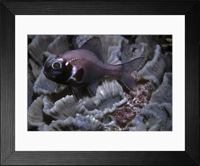 Framed Print : Flashlight Fish - these fish have a symbiotic bacterium that produces the light as a byproduct of metbolsim. They are totally nocturnal, living by day deep in caves. Banda sea, Indonesia Framed Print : Flashlight Fish - these fish have a symbiotic bacterium that produces the light as a byproduct of metbolsim. They are totally nocturnal, living by day deep in caves. Banda sea, Indonesia