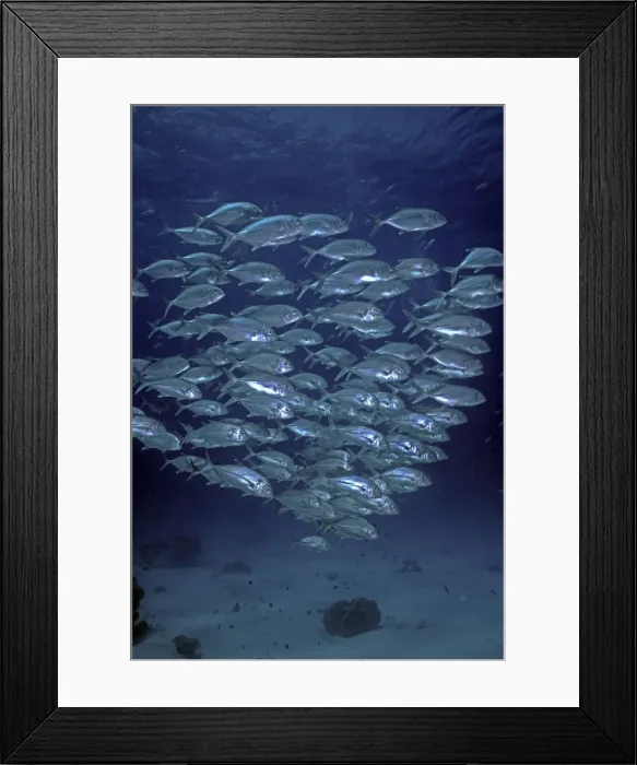 Framed Print : Bigeye Trevally - shoal, common along reef dropoffs these fish are always found in large schools. Lady Elliot Island, Great Barrier Reef Framed Print : Bigeye Trevally - shoal, common along reef dropoffs these fish are always found in large schools. Lady Elliot Island, Great Barrier Reef