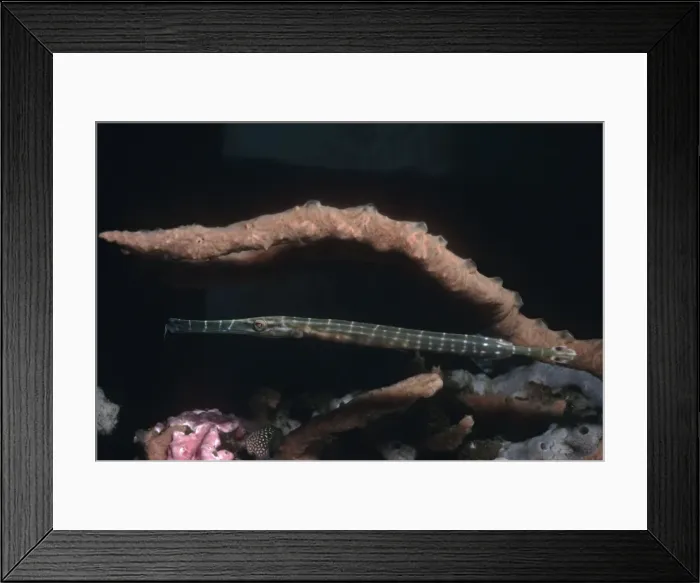 Framed Print : Trumpetfish - hovers next to a sponge covered coral waiting for it's prey. Note the hunting colouration. Indonesia Framed Print : Trumpetfish - hovers next to a sponge covered coral waiting for it's prey. Note the hunting colouration. Indonesia