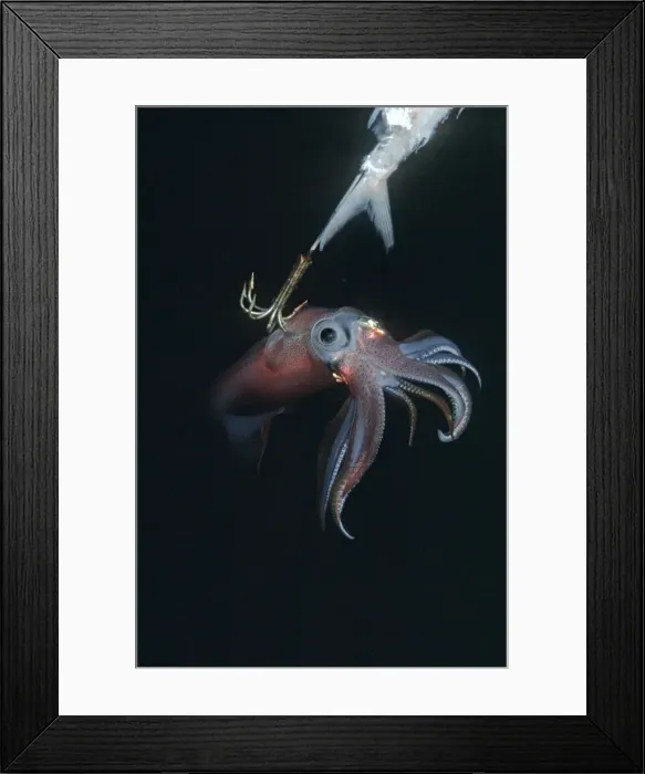 Framed Print : Squid - on a jag hook. Ths photo was taken under a native fishing boat at night. Squid have extremely variable colour patterns Malayasa Framed Print : Squid - on a jag hook. Ths photo was taken under a native fishing boat at night. Squid have extremely variable colour patterns Malayasa