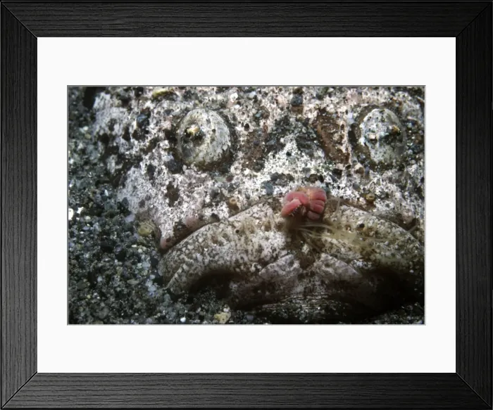 Framed Print : Stargazer - the worm like lure is used as a decoy to attract fish into striking distance. Stargazers have a venomous spine that can be fatal to humans. Papua New Guinea Framed Print : Stargazer - the worm like lure is used as a decoy to attract fish into striking distance. Stargazers have a venomous spine that can be fatal to humans. Papua New Guinea