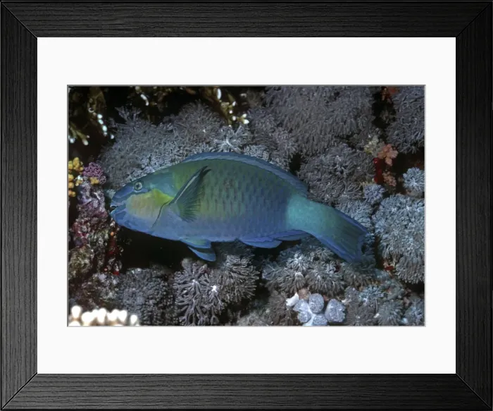 Framed Print : Bridled Parrotfish - male feeding on coral. Papua New Guinea Framed Print : Bridled Parrotfish - male feeding on coral. Papua New Guinea