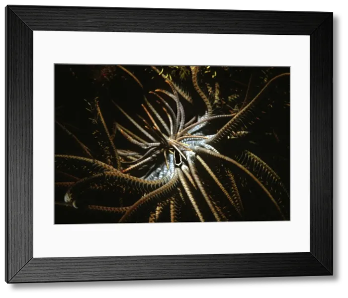 Framed Print : Crinoid Clingfish - they have a symbiotic relationship with feather starfish where they receive shelter and a steady supply of food as it filters through the stars arms. Great Barrier Reef. Australia Framed Print : Crinoid Clingfish - they have a symbiotic relationship with feather starfish where they receive shelter and a steady supply of food as it filters through the stars arms. Great Barrier Reef. Australia
