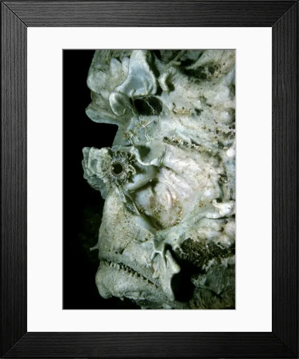 Framed Print : Stone fish - an unusual portrait of this venomous fish. This Stone fish has no sponge or alage growths on its body. It is for a Stone fish quite naked and the unusual structure of the face can be clearly seen. Western Australia Framed Print : Stone fish - an unusual portrait of this venomous fish. This Stone fish has no sponge or alage growths on its body. It is for a Stone fish quite naked and the unusual structure of the face can be clearly seen. Western Australia