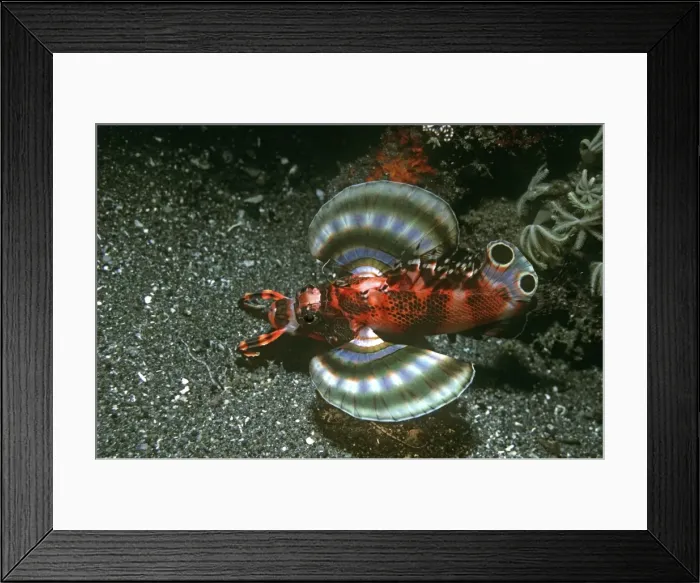 Framed Print : Twinspot Lionfish - two large spots near its tail look like eyes. Very secretive fish that stays mostly out of sight. Flares pectoral fins when alarmed. Milne Bay. Papua New Guinea