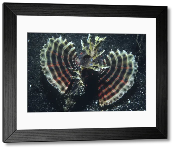 Framed Print : Dwarf lionfish - unlike larger relitives this tiny fish lives mainly on crustations. Presents its toxic coated spines to the camera and spreads its fins as a warning to stay away. Milne Bay, Papua New Guinea Framed Print : Dwarf lionfish - unlike larger relitives this tiny fish lives mainly on crustations. Presents its toxic coated spines to the camera and spreads its fins as a warning to stay away. Milne Bay, Papua New Guinea