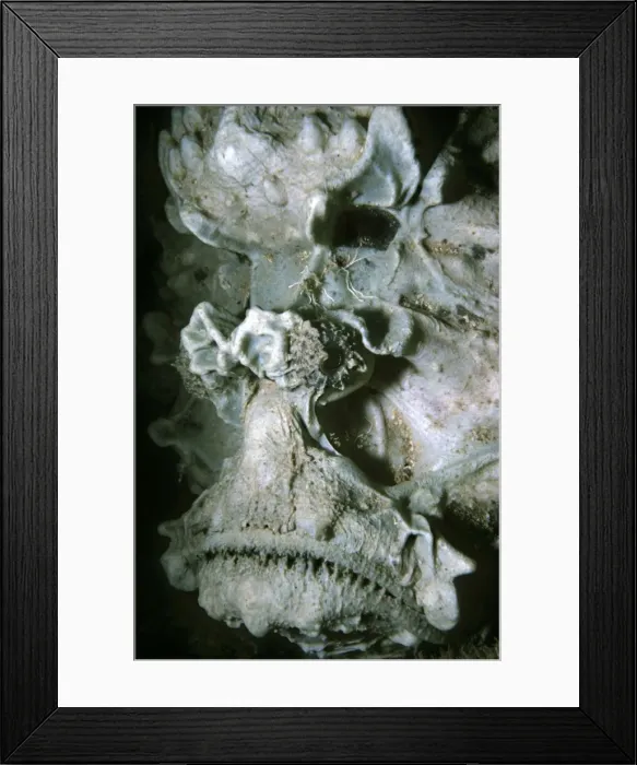 Framed Print : Stone fish - an unusual portrait of this venomous fish. This Stone fish has no sponge or alage growths on its body. It is for a Stone fish quite naked and the unusual structure of the face can be clearly seen. North Western Australia Framed Print : Stone fish - an unusual portrait of this venomous fish. This Stone fish has no sponge or alage growths on its body. It is for a Stone fish quite naked and the unusual structure of the face can be clearly seen. North Western Australia
